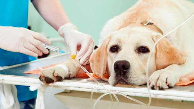 CBD y el cáncer en perros